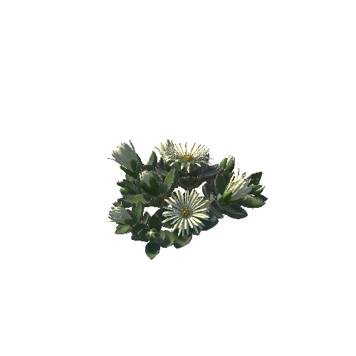 Flower_Faucaria tigrina3 6